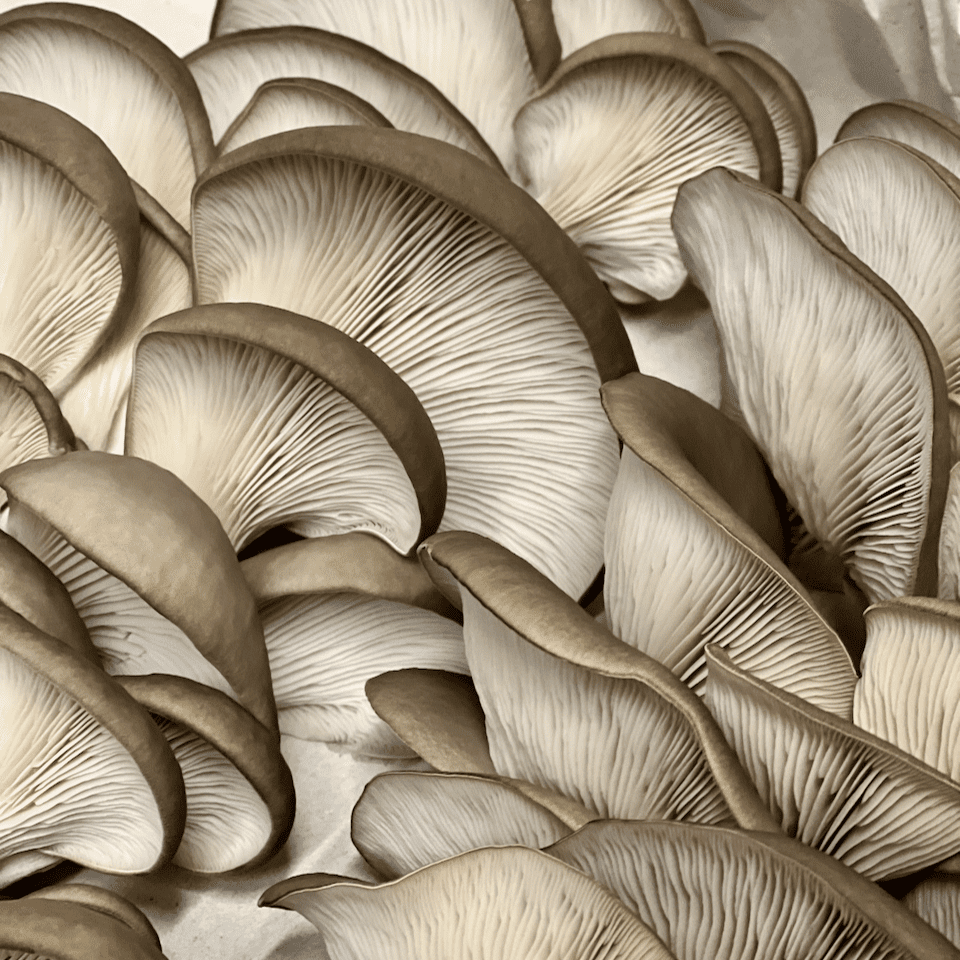 Oyster mushrooms