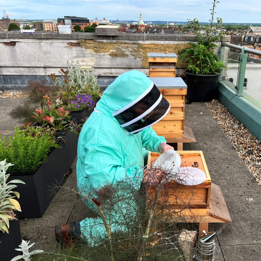 Bee Urban looking after our bees