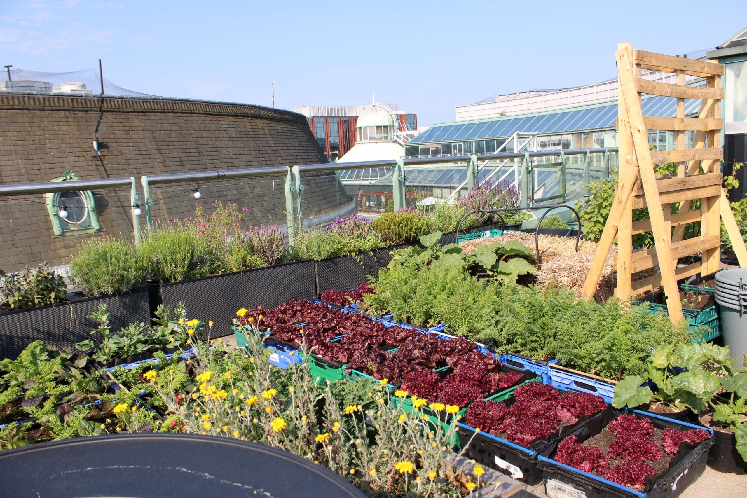 The Rooftop Farm Wimbledon